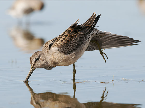 Tundrakurppelo, Long-billed Dowitcher, Limnodromus scolopaceus